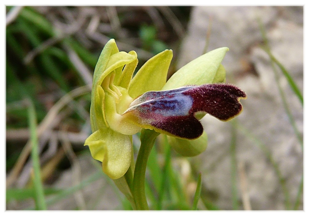 Ophrys lupercalis (gruppo O. fusca)